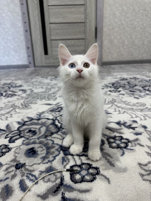 Turk Angora ikki xil ko’zli mushuk