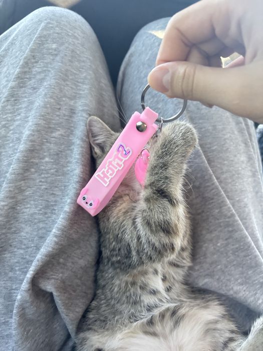Отдам котенка в хорошие руки
