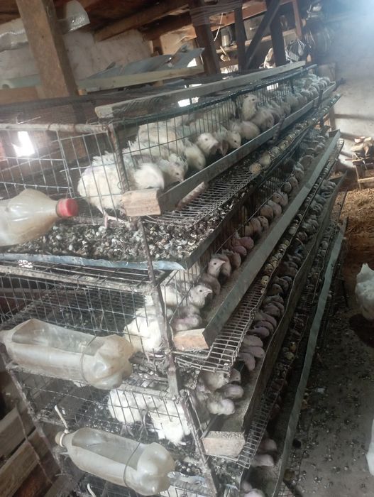 Bedanalar tuxumlayabdu