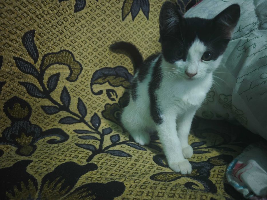 Adopție pisici 2 luni