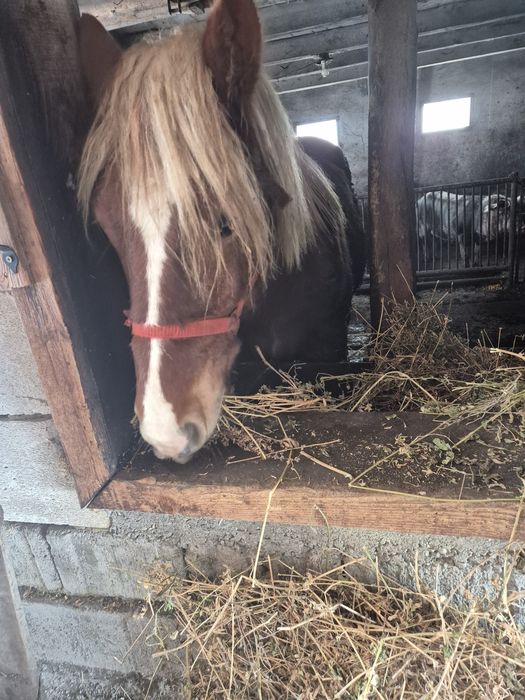 Manz 1 an si 10 luni