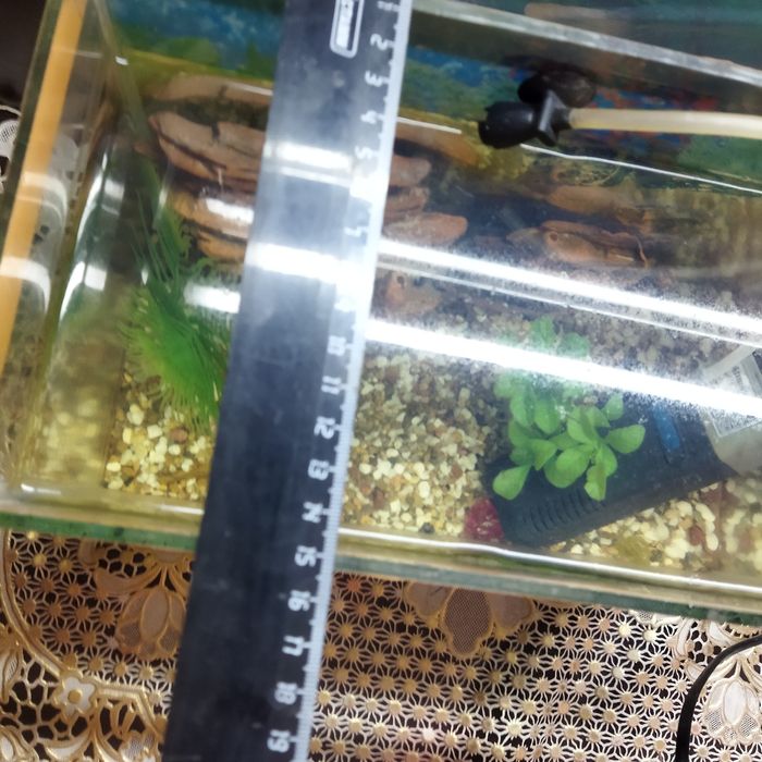 Аквариум не большой