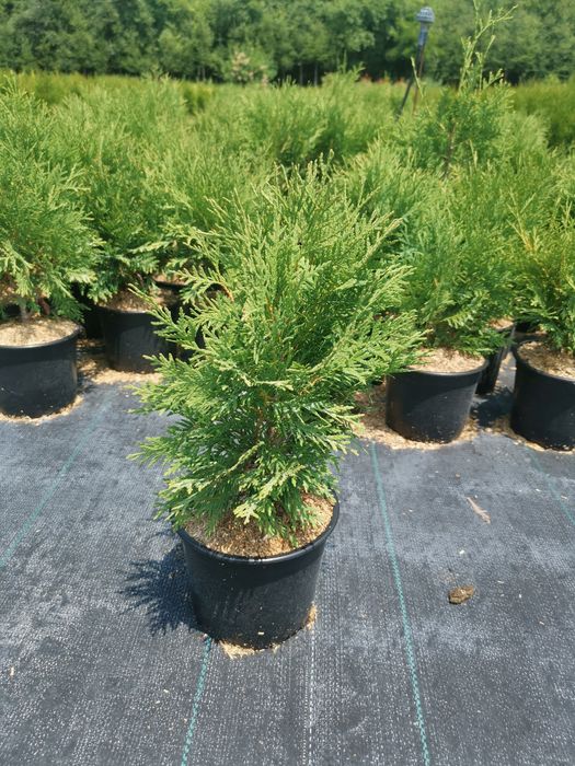 Туя глобоза кълбовидна 10 лева