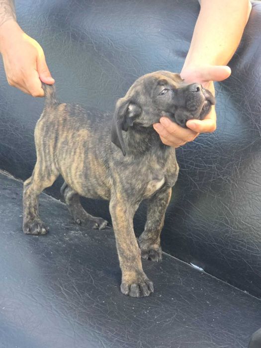 Кане корсо,Cane corso