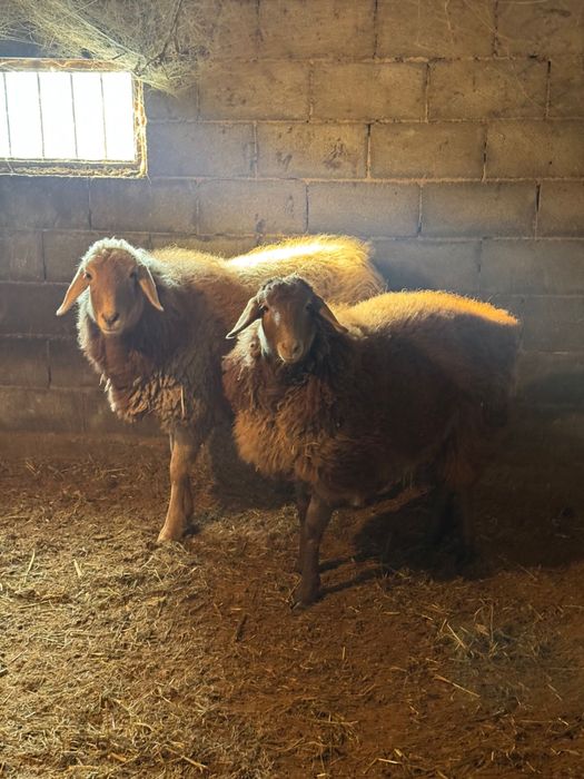 Бараны кой жирные