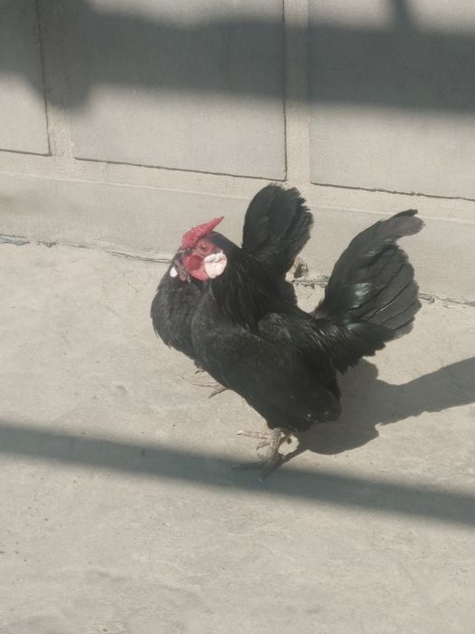 Yapon tovuq va xorozlari sotiladi