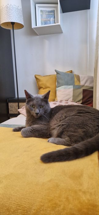 Pet sitting la domiciliu & plimbări câini – București | Paw Walks & Purrfect Care