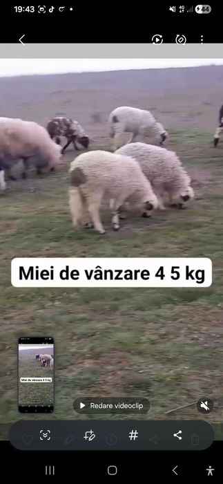 Vând 30 de oi cu miei lângă ele