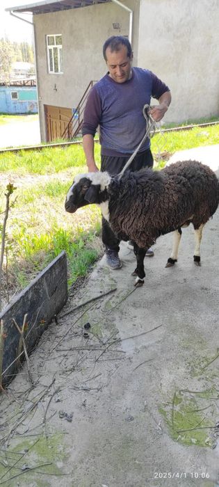 Halol boqilgan qochqorlar Aqiqa Qurbonlik va boshqa Marosimlar uchun