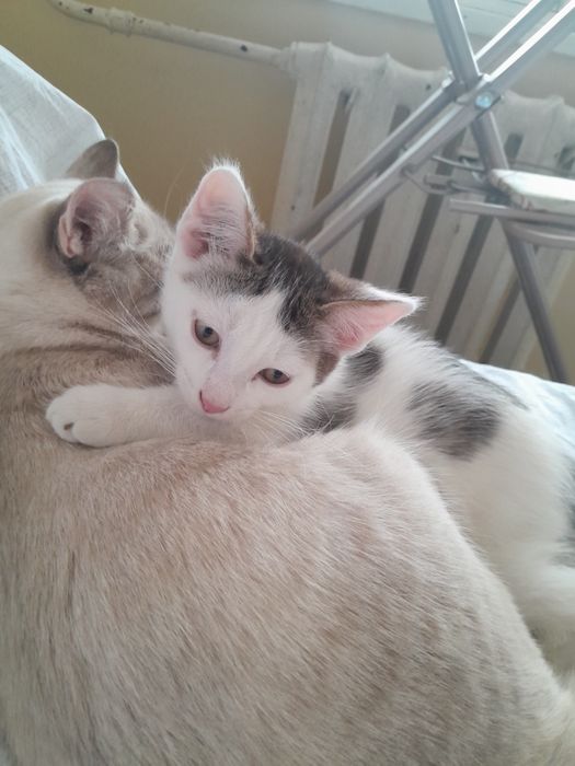 Отдадим очень умного котенка