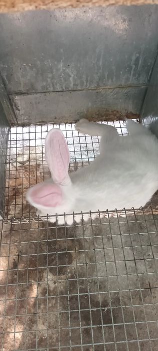 Куйон гошти заказга сойиб берамиз