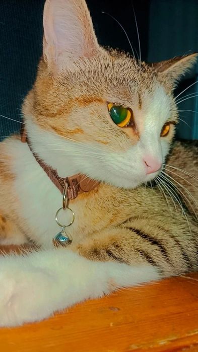 Юла ищет своих родителей