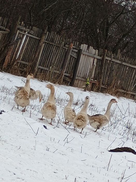 Gâscani tineri    din vară