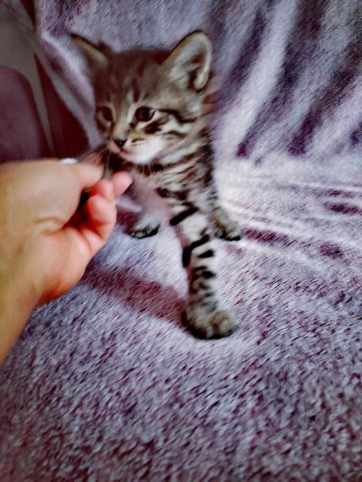 Чудный, красивый котёнок .