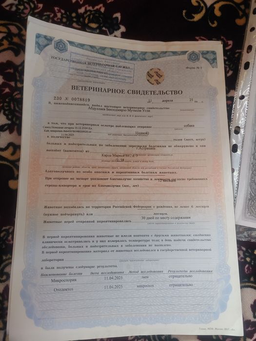 Немецкая овчарка