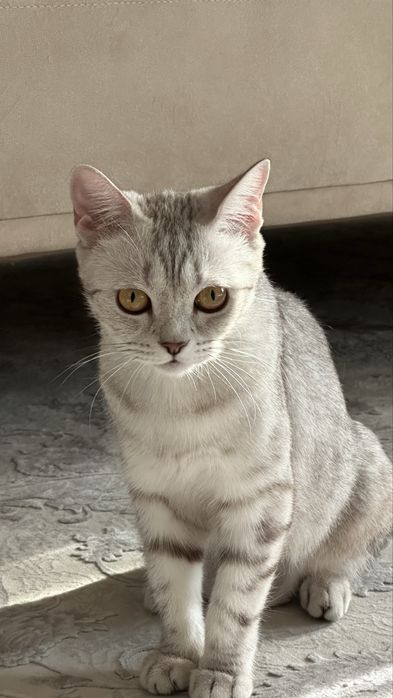 продам двух домашних кошечек в добрые руки