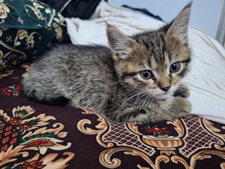 Skotish strayt okras tabbi mramor 1.5 2 oylik
  1.5 2 oylik