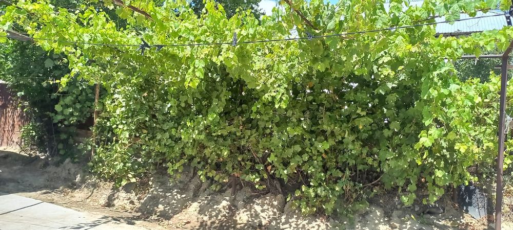 Үй сатылады Хантағы да торлан көшесінде