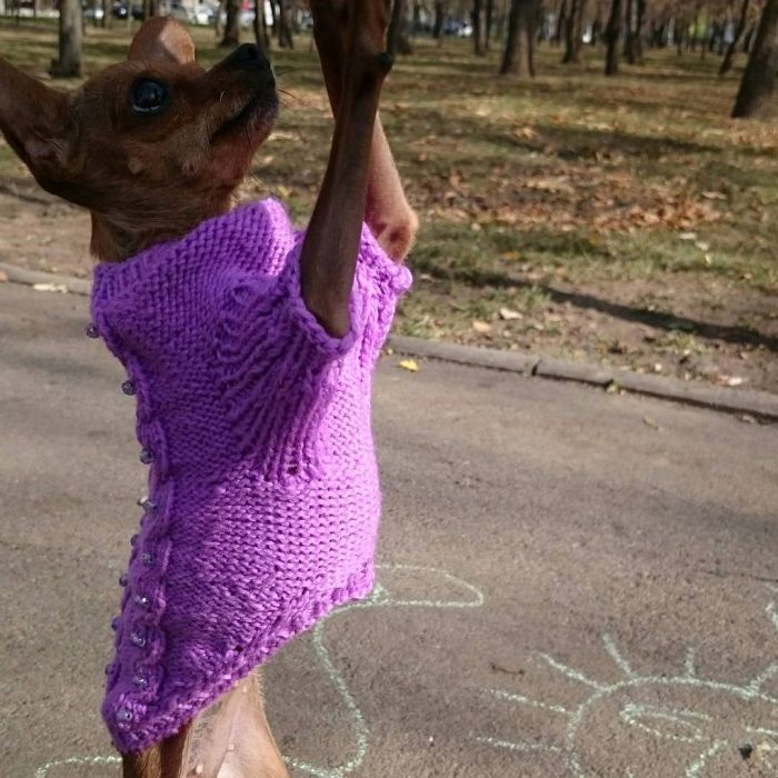 Свитерок для собачки новый