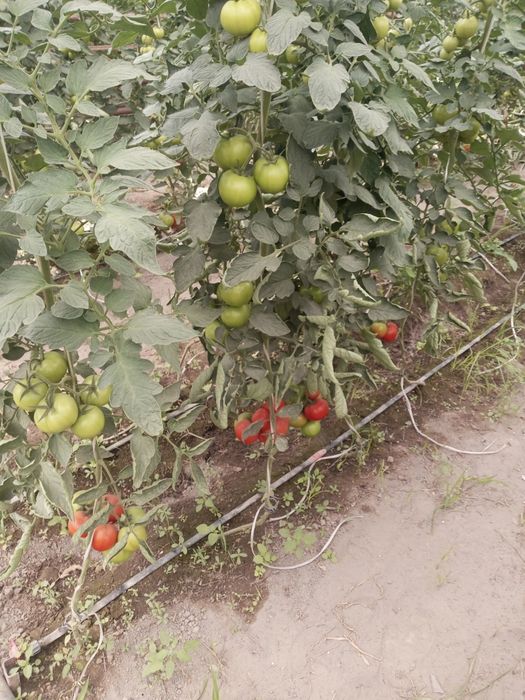 Юлни ёкасида Парник бизнес сотилади  парник 55сотик келиштириб берамиз