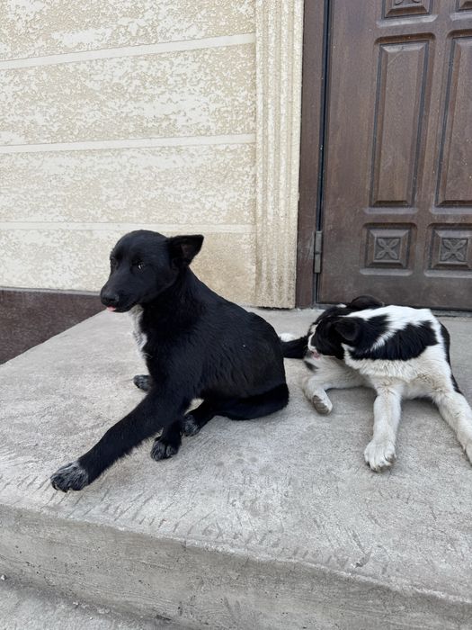 Отдам в добрые руки