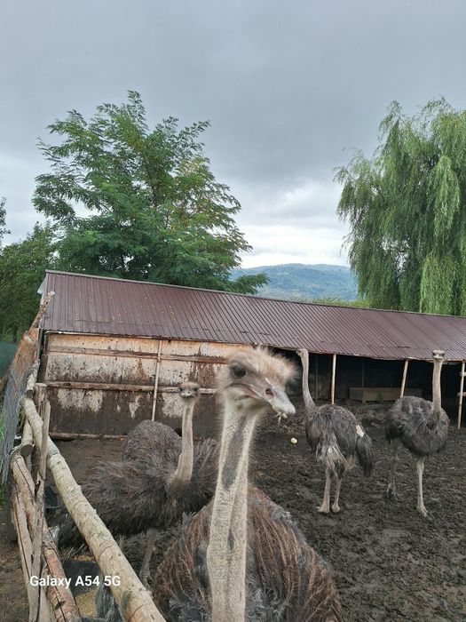 Familie de struți ouatoare de vanzare