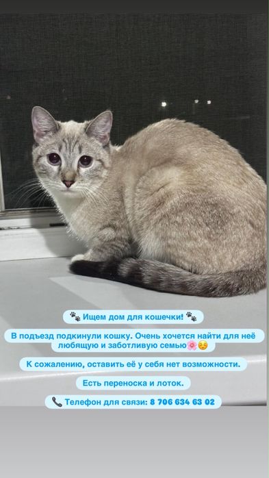 Отдам кошку.
