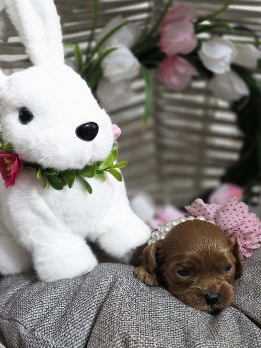 Кавапу F1/ Cavapoo F1 момичета, ветеринарен контрол и грижа от първия ден