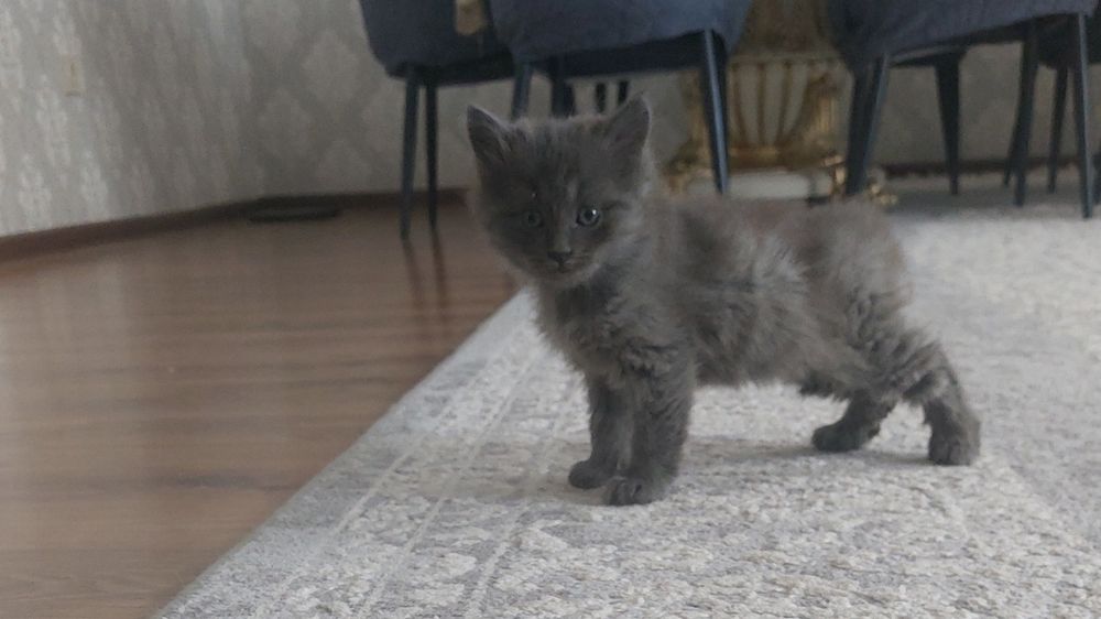 Продам котенка (мальчик)