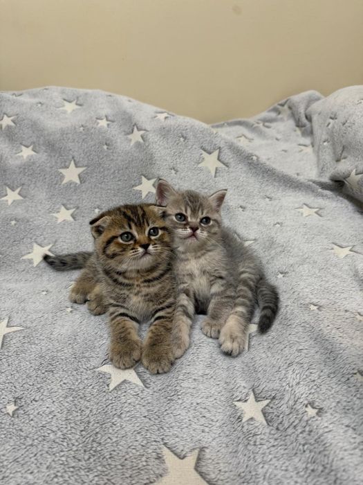 Продам шотландских котят