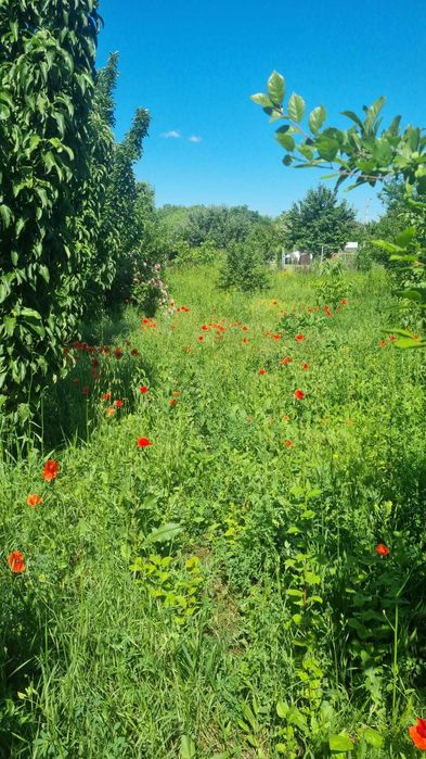 Teren Ciorogarla Magnoliei/Lacului 1672 mp 130.000 Euro