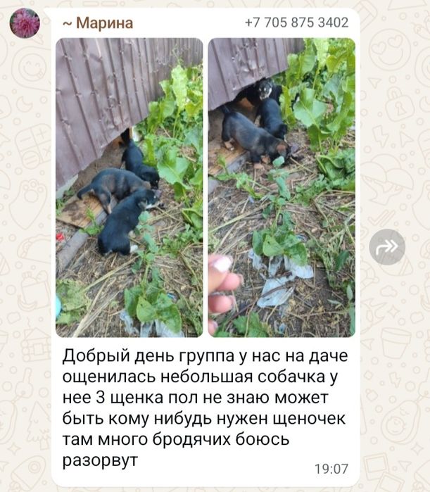 Срочно отдают щенков