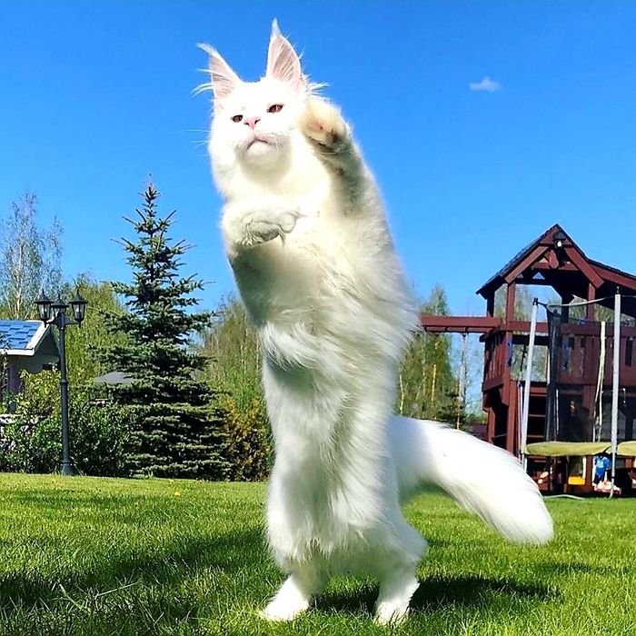 БЕЛОСНЕЖКИ  котята - кунята