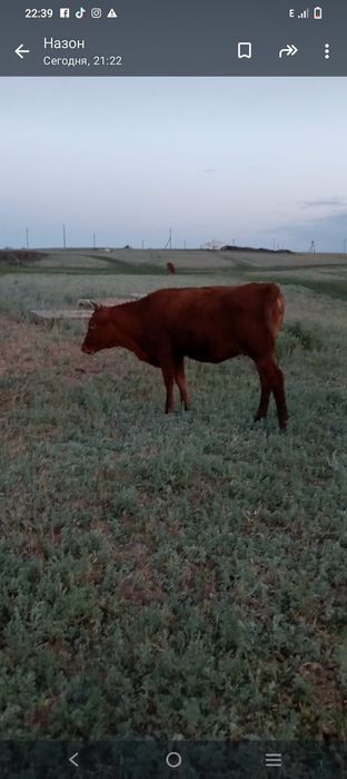 Буаз кашар сатылады