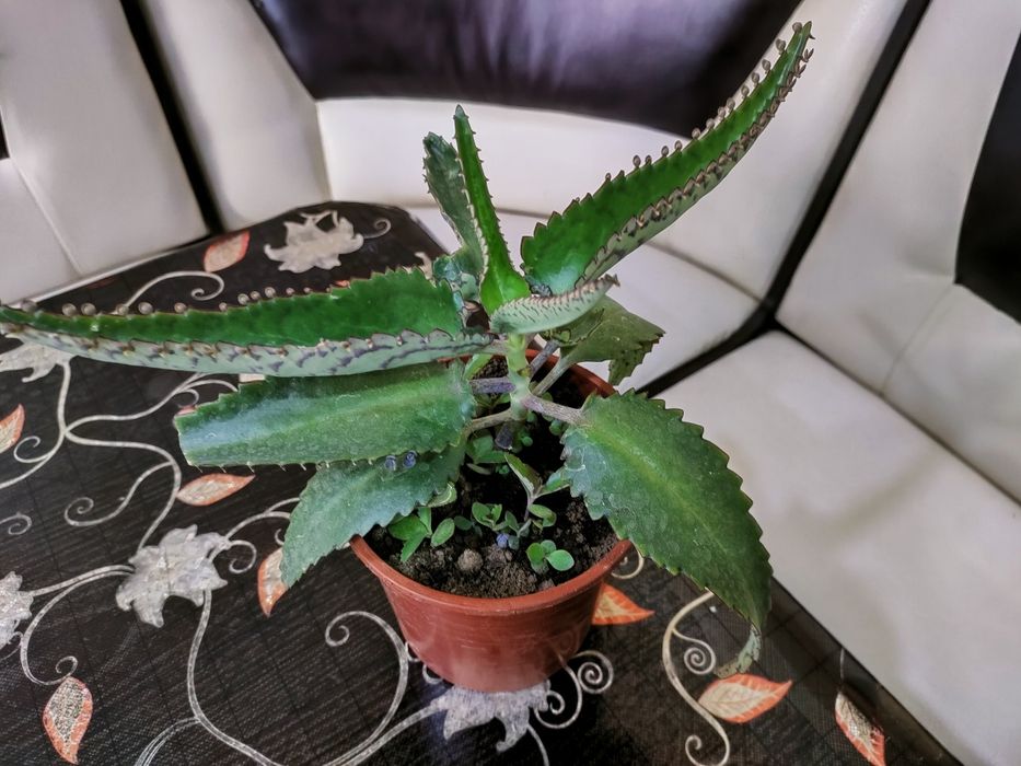 лечебное каланхоэ, алоэ. доставка