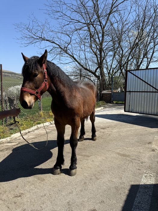 Vand urgent manz de un an foarte bine intretinut