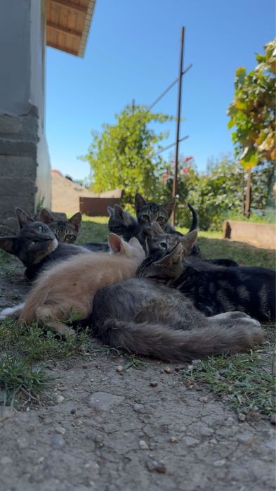 Donez pui de pisică!