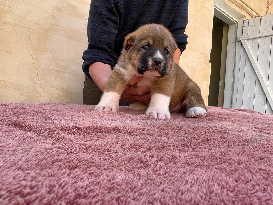 Щенок туркменского Алабая ( чистокровный )