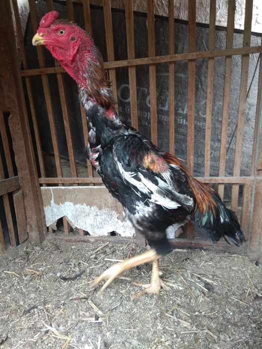 Dakan xuruz sotiladi 2ta yutgan