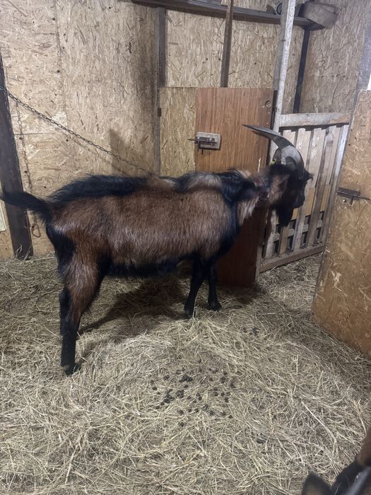 Асыл тұқымды теке.