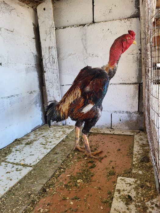 Сатамын дакан кораз 35000