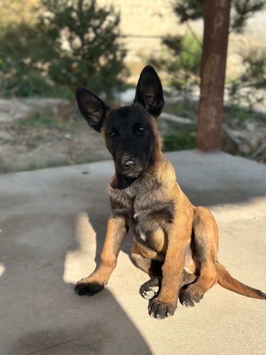 Бельгийская овчарка