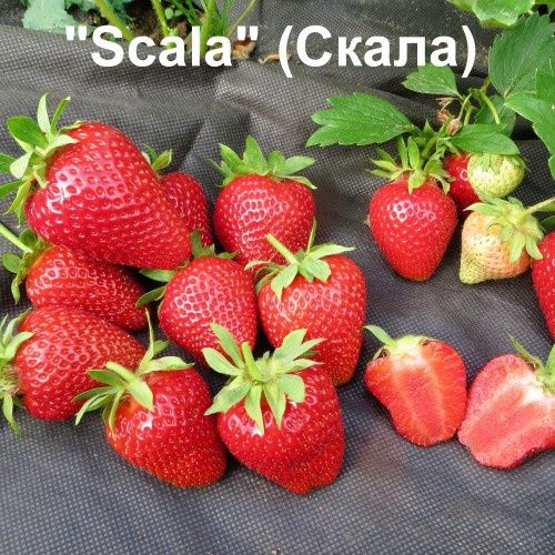 Продам рассаду клубники