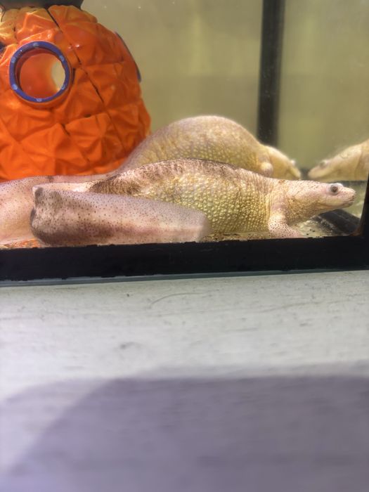 Продам тритонов