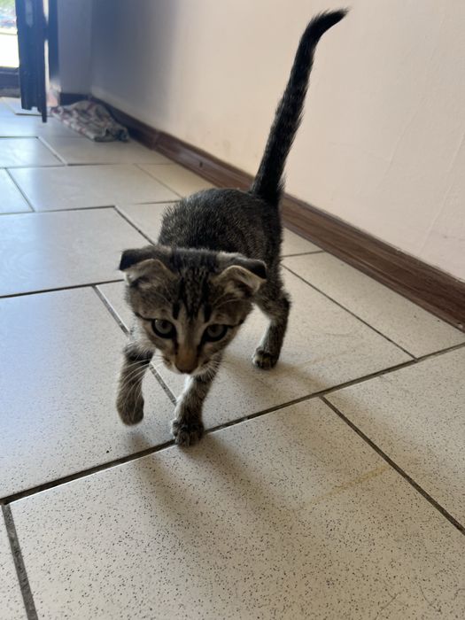 Котенок в добрые руки
