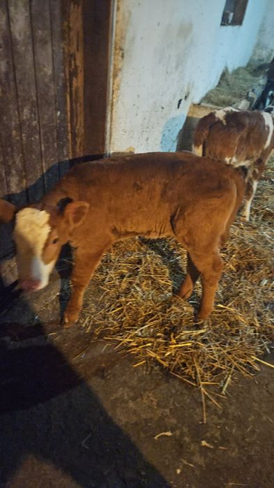 Vand viței de lapte