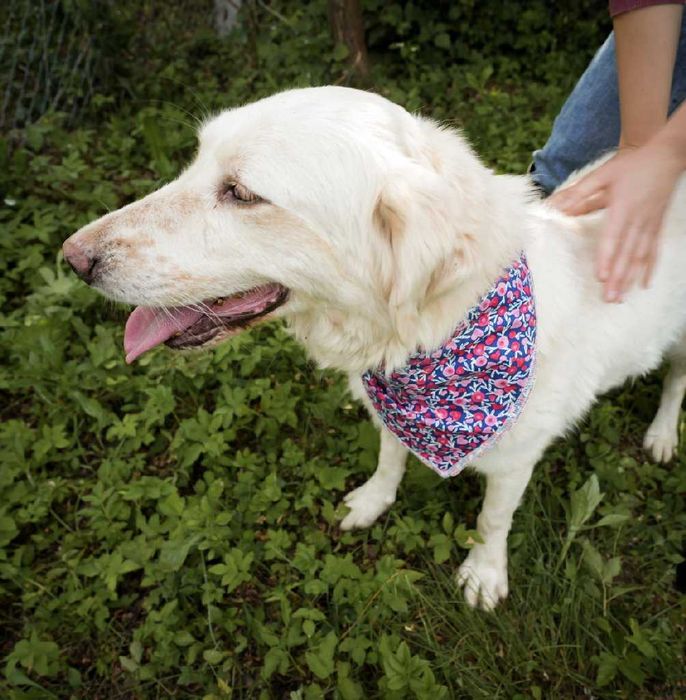 Cățelușă Retriever mix,7 ani, sterilizată, pentru adopție responsabilă