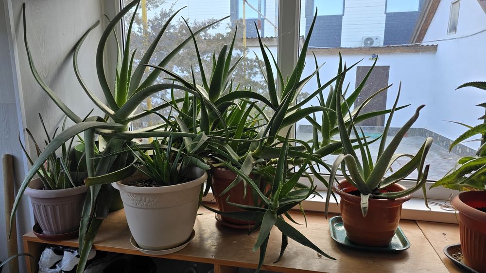 Продаётся АЛОЕ  растение