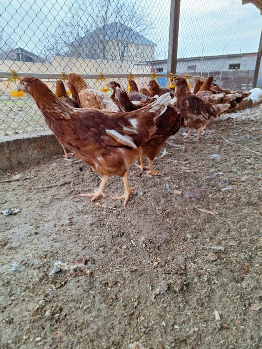 Ломан браун  несушки