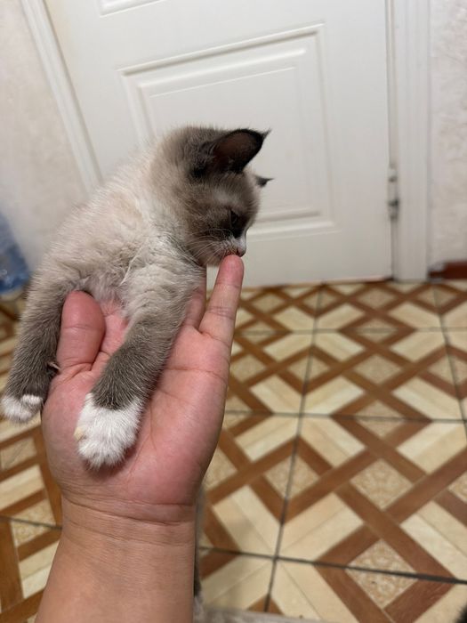Котенок қара және сиамский
